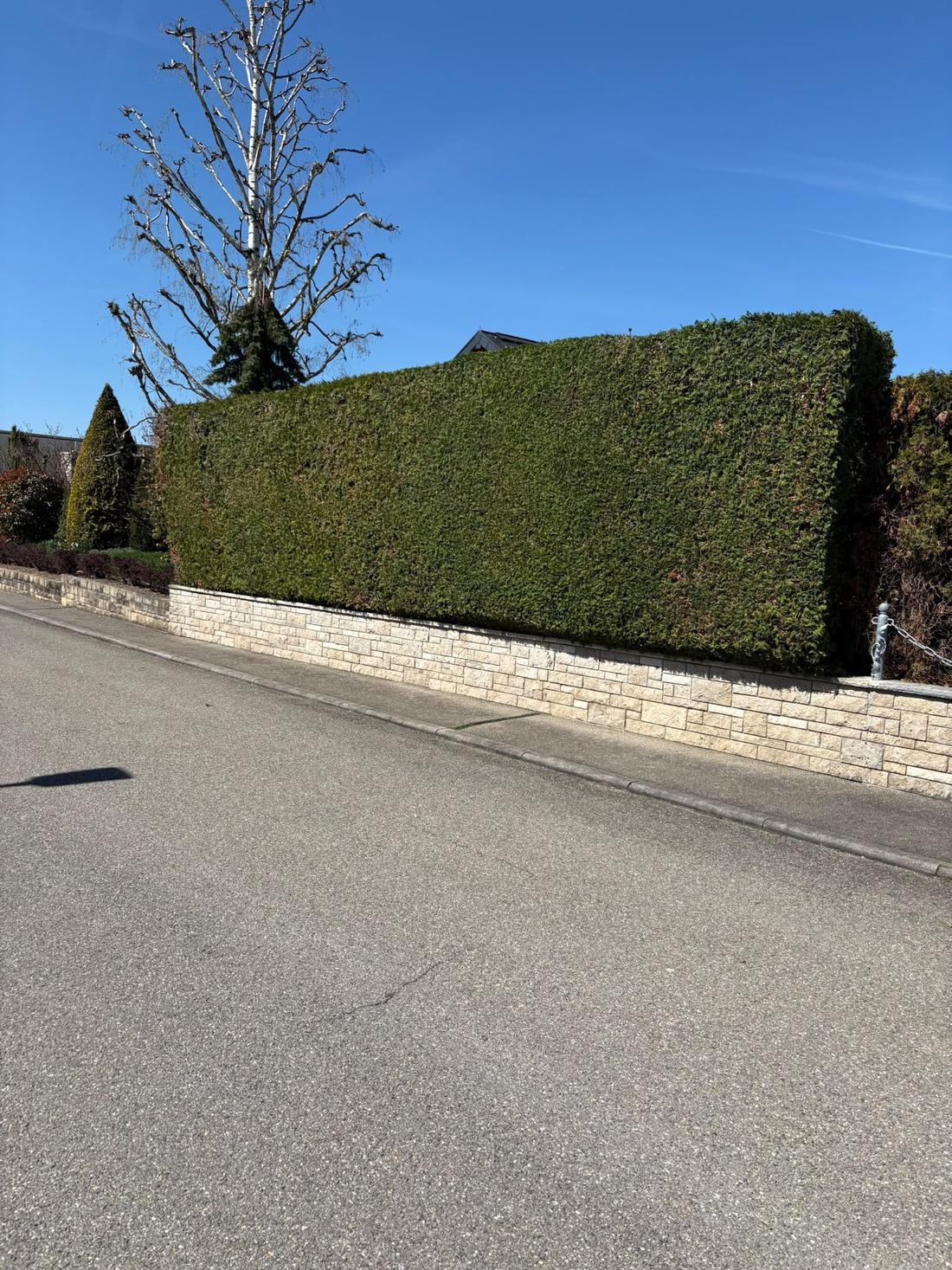 Exakt geschnittene Hecke auf Natursteinmauer