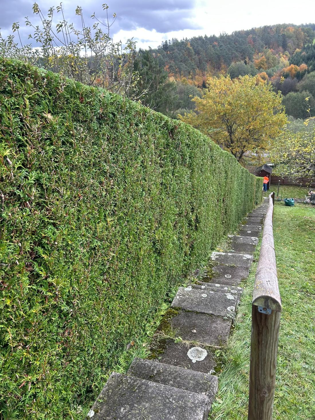 Lange Heckenflucht sauber geschnitten