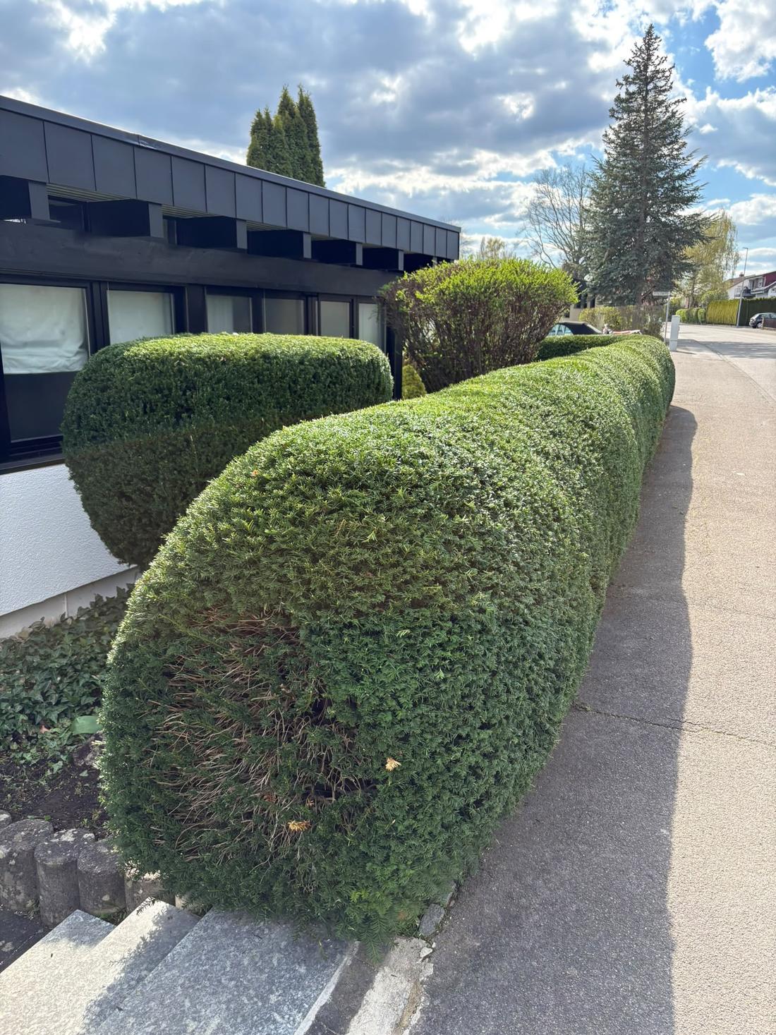 Gepflegte Hecke an einem Firmengebäude