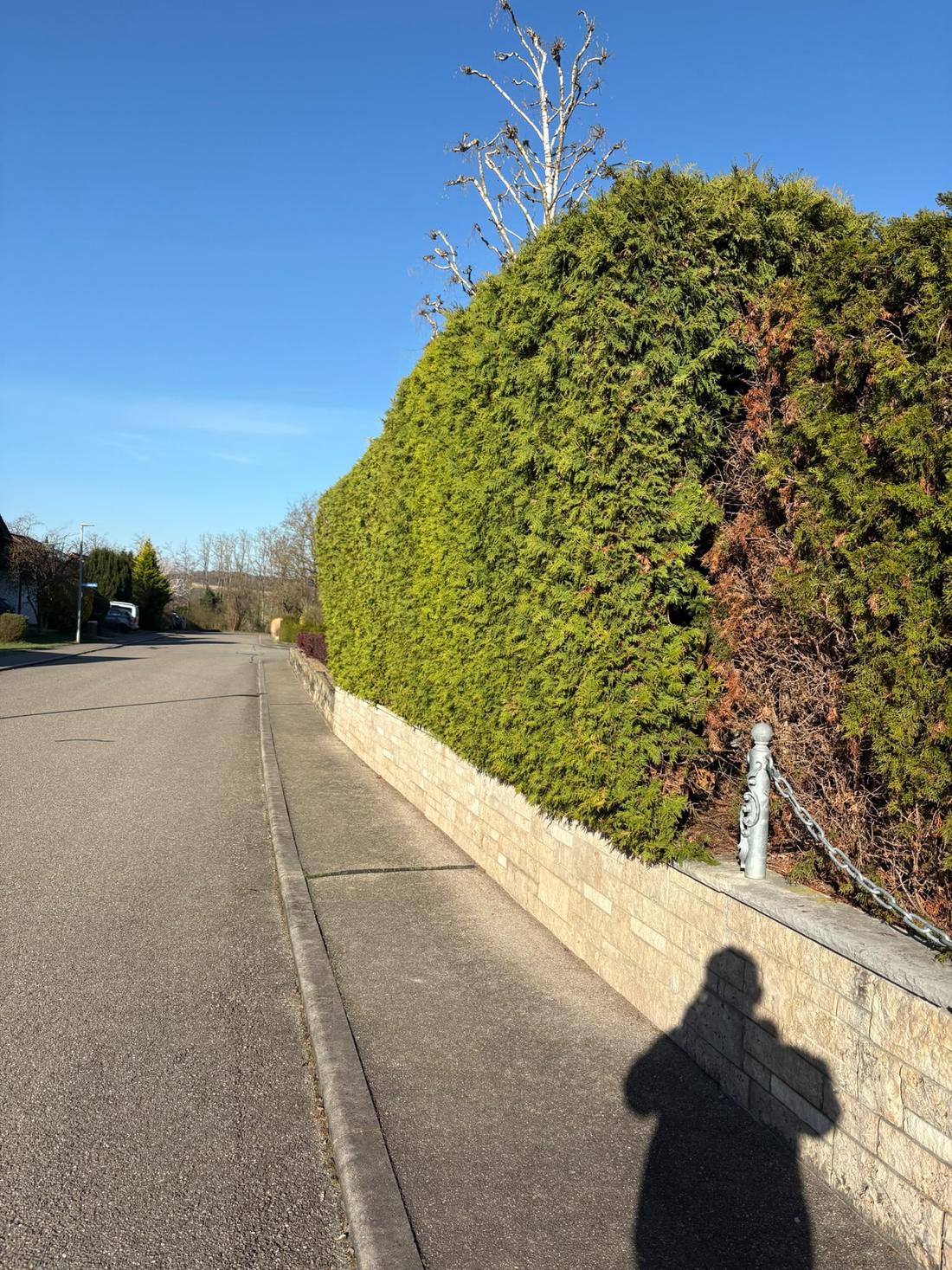 Straßenhecke über Natursteinmauer