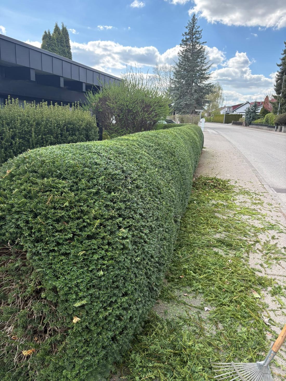 Straßenhecke nach dem Schnitt, klare Form und freier Gehweg
