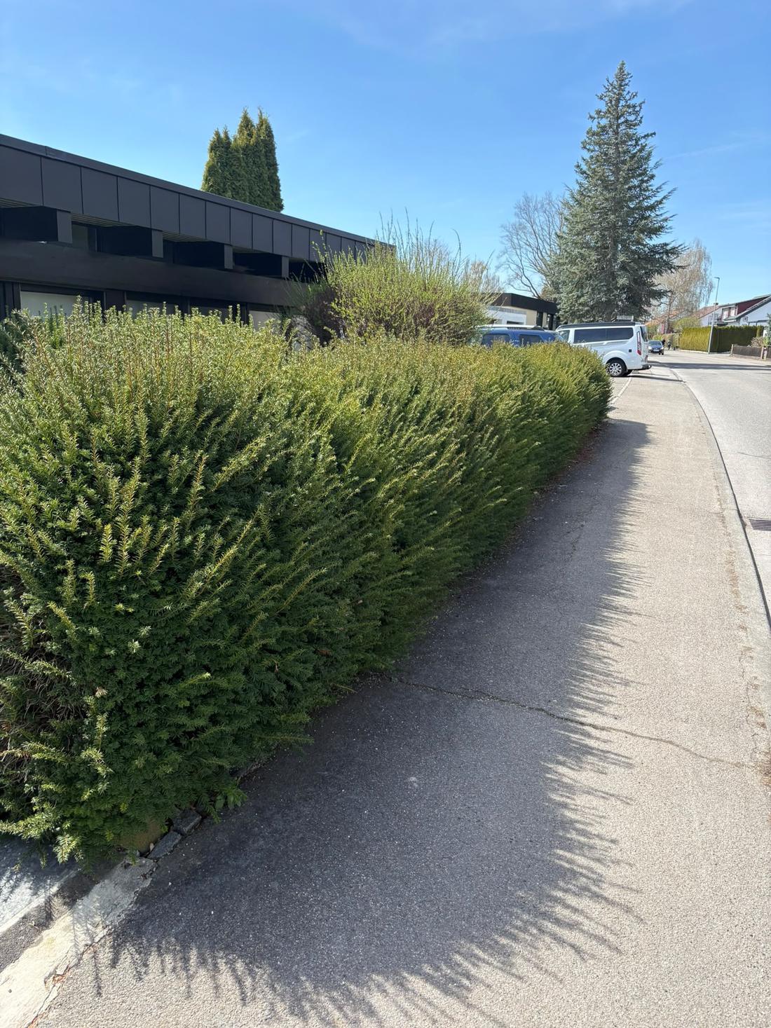Straßenhecke vor dem Schnitt, Wildwuchs über dem Gehweg