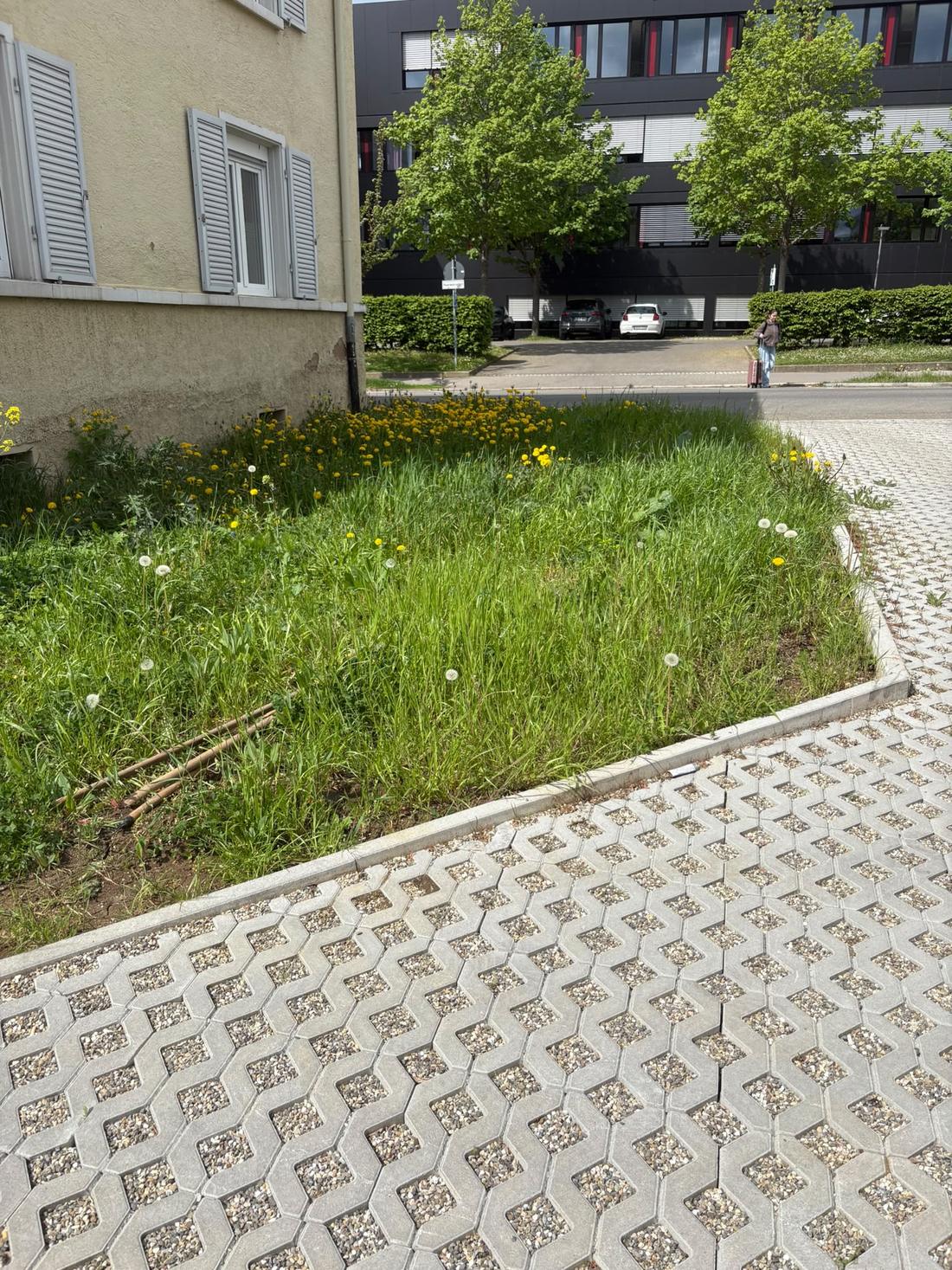 Vom Wildwuchs zum Mulchbeet, vorher